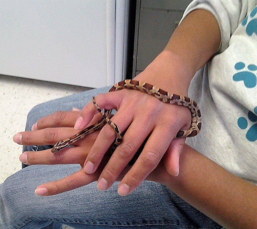 Snake on Hand — Las Vegas Strip, NV — The Animal Inn
