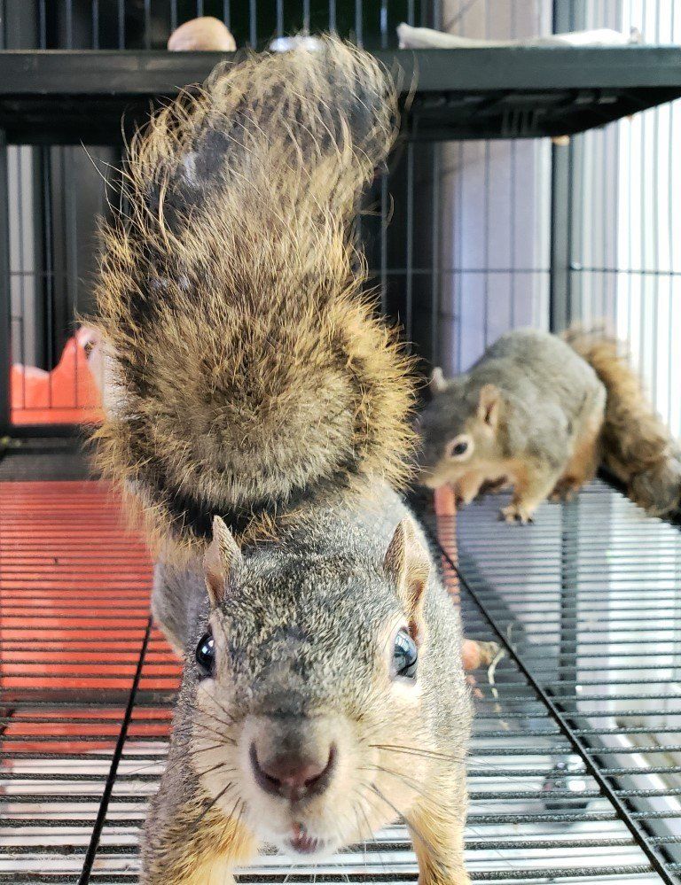 Pet Squirrel — Las Vegas Strip, NV — The Animal Inn