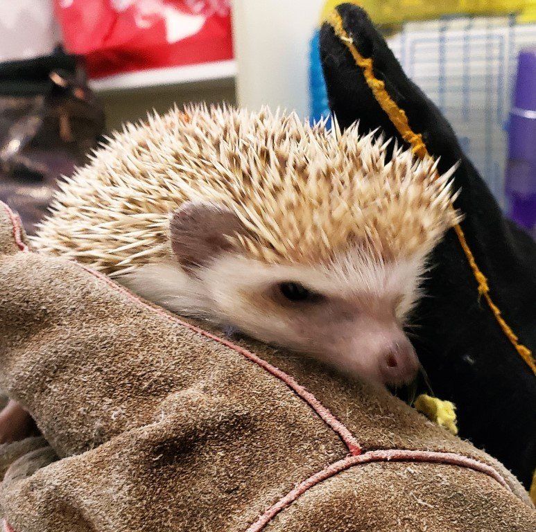 Domesticated Hedgehog — Las Vegas Strip, NV — The Animal Inn