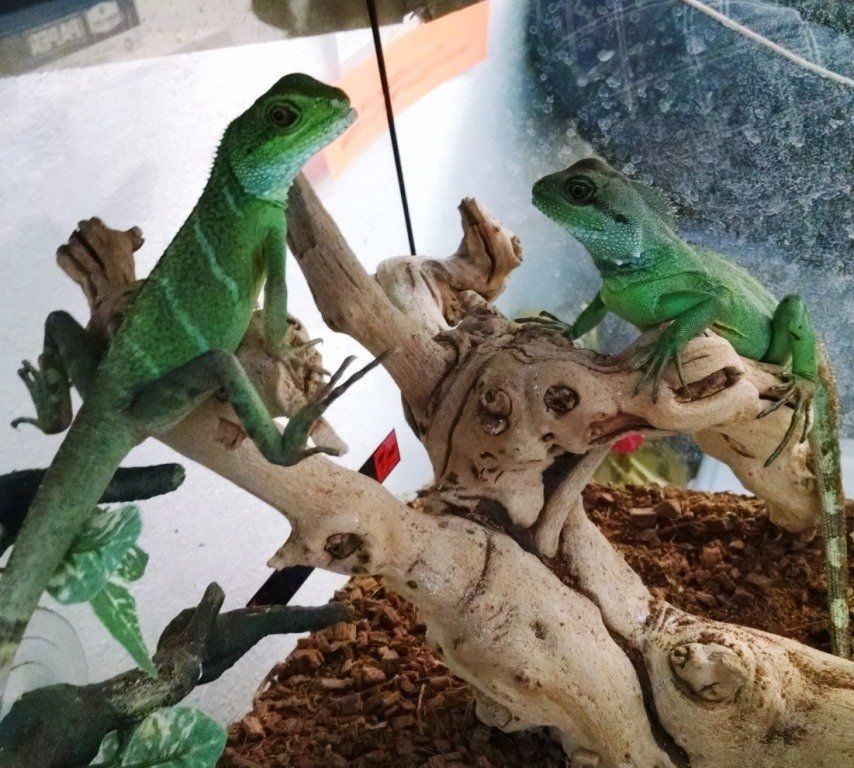 Green Geckos — Las Vegas Strip, NV — The Animal Inn