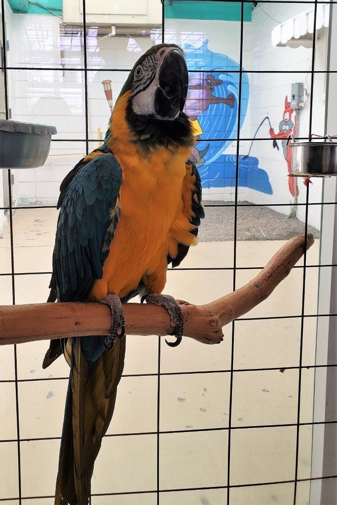 Macaw — Las Vegas Strip, NV — The Animal Inn