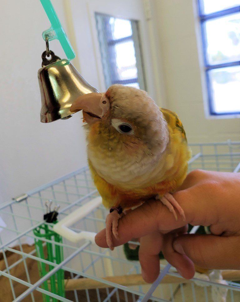 Parakeet — Las Vegas Strip, NV — The Animal Inn