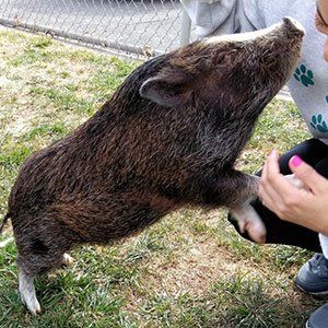 Groundhog — Las Vegas Strip, NV — The Animal Inn