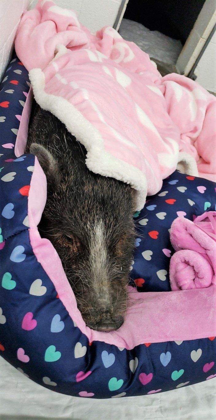 Groundhog in Bed — Las Vegas Strip, NV — The Animal Inn