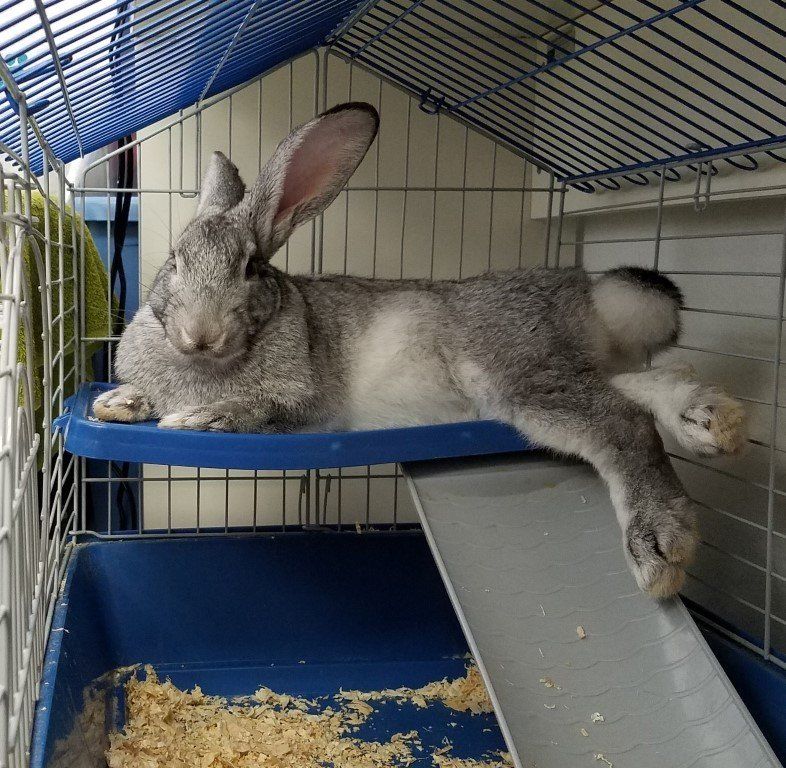 Rabbit on its Cage — Las Vegas Strip, NV — The Animal Inn