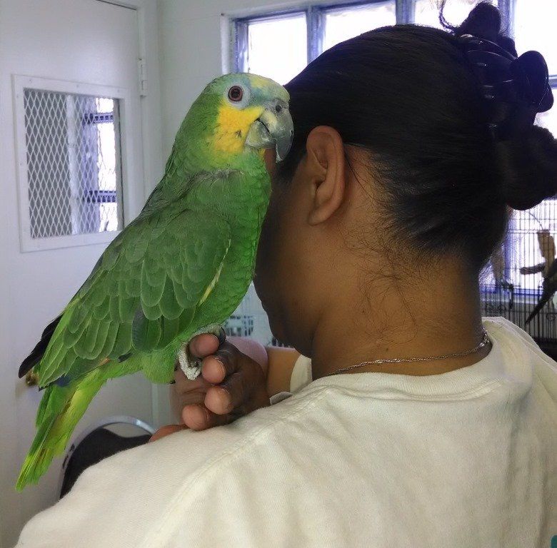 Pet Bird — Las Vegas Strip, NV — The Animal Inn