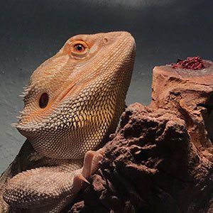 Agama — Las Vegas Strip, NV — The Animal Inn