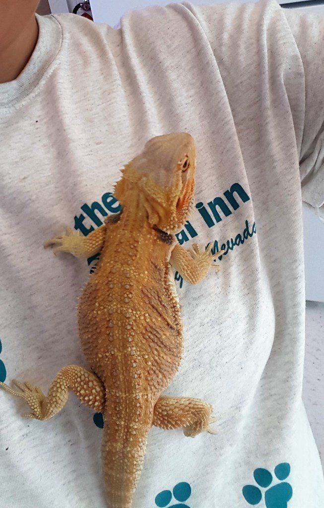 Domesticated Reptile — Las Vegas Strip, NV — The Animal Inn