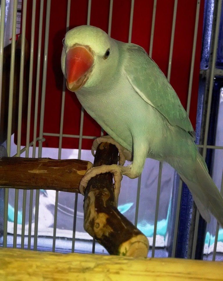 Bird on a Cage — Las Vegas Strip, NV — The Animal Inn