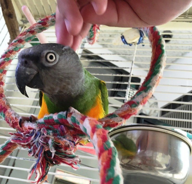 Bird with a Rope — Las Vegas Strip, NV — The Animal Inn