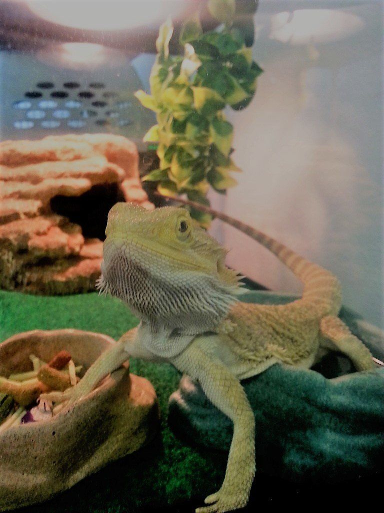 Agama with Treats — Las Vegas Strip, NV — The Animal Inn