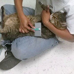 Man Brushing the Cat — Las Vegas, NV — The Animal Inn