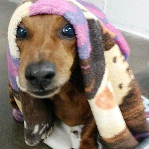 Newly Bathed Dog — Las Vegas, NV — The Animal Inn