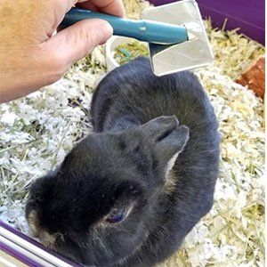 Rabbit Grooming — Las Vegas, NV — The Animal Inn