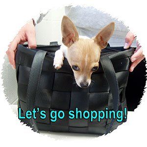 Dog in a Handbag — Las Vegas Strip, NV — The Animal Inn