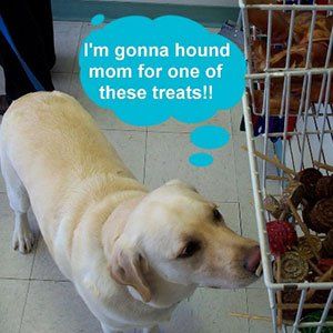 Dog Staring — Las Vegas Strip, NV — The Animal Inn