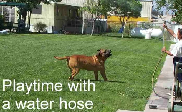 Dog Playing with Water Hose — Las Vegas, NV — The Animal Inn