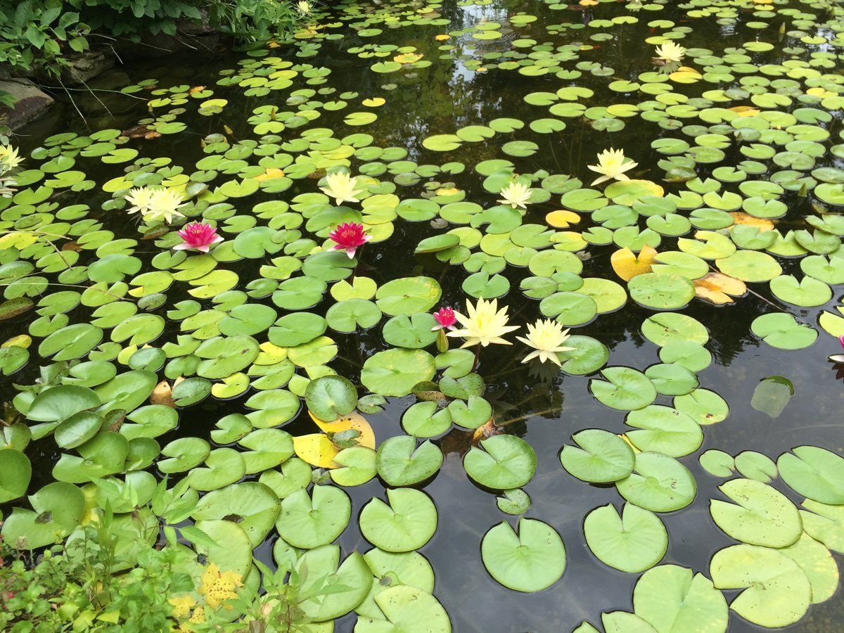 leaves flower in the pond