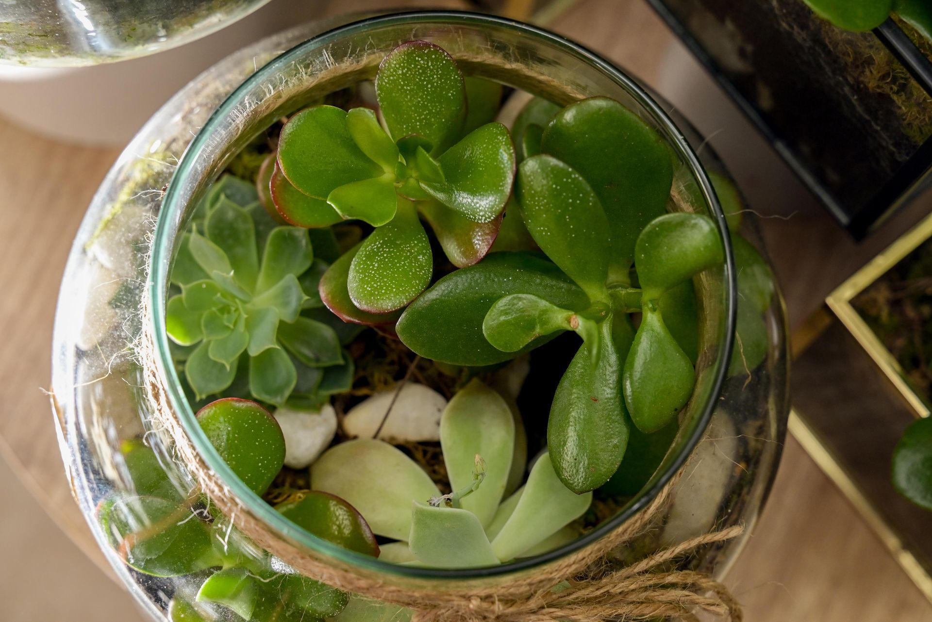 photographer photoshoot