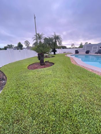 Green lawn surrounding a backyard pool with a small palm tree and white fence.