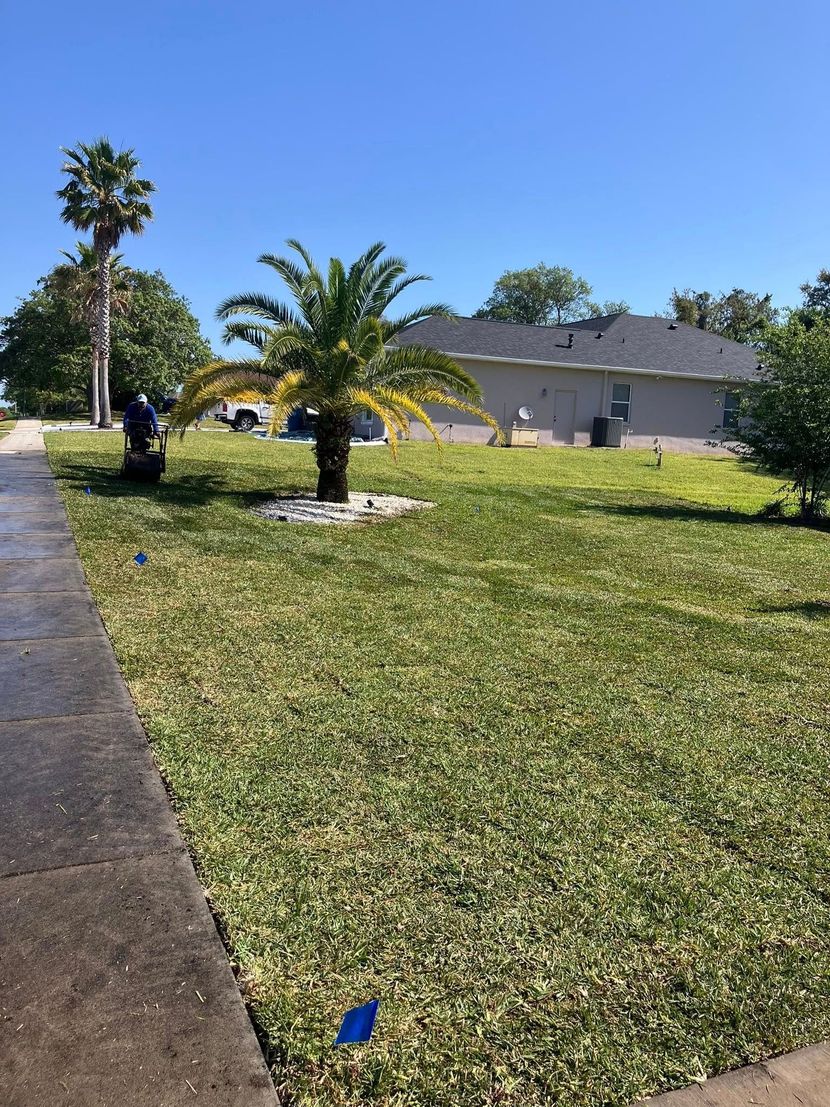 Lush green lawn with a palm tree in the center, sidewalk, and a house in the background on a sunny day.