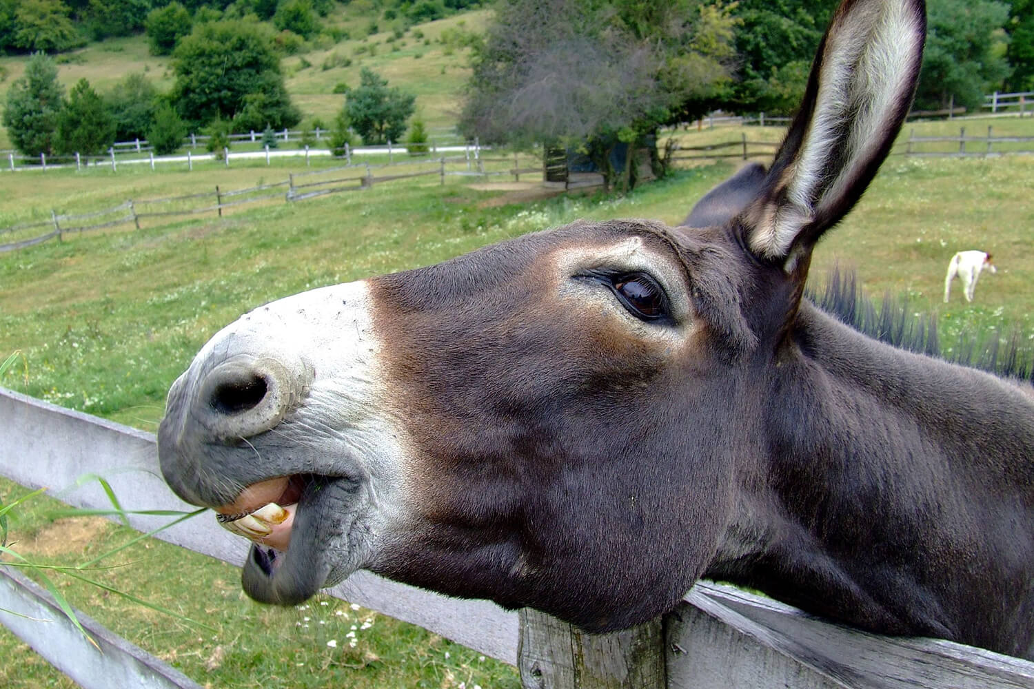 The Donkey Sanctuary