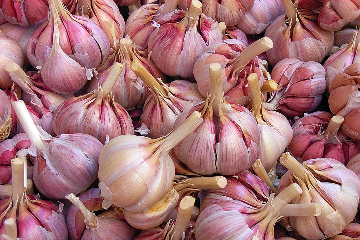 The Garlic Farm
