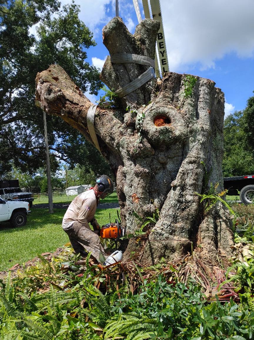Man using chainsaw to cut tree trunk, held by crane. Green grass, blue sky.