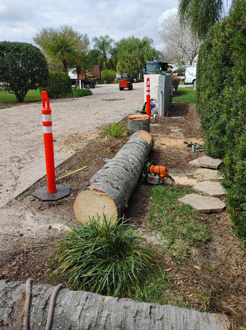 Fallen tree trunk with chainsaw, near a row of stepping stones and orange safety cones on a paved path.