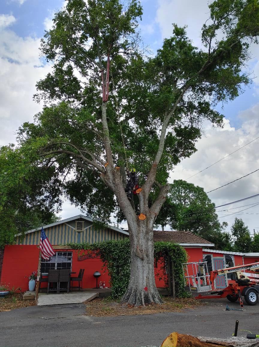 Tree being trimmed in front of a red building with an American flag; sunny day.