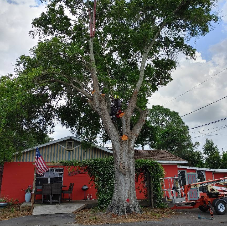 Crane tree removal | Lakeland, FL | IronHead Tree Service