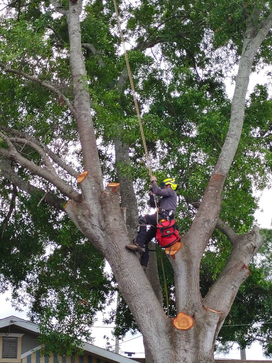 Commercial Tree Trimming | Lakeland, FL | IronHead Tree Service