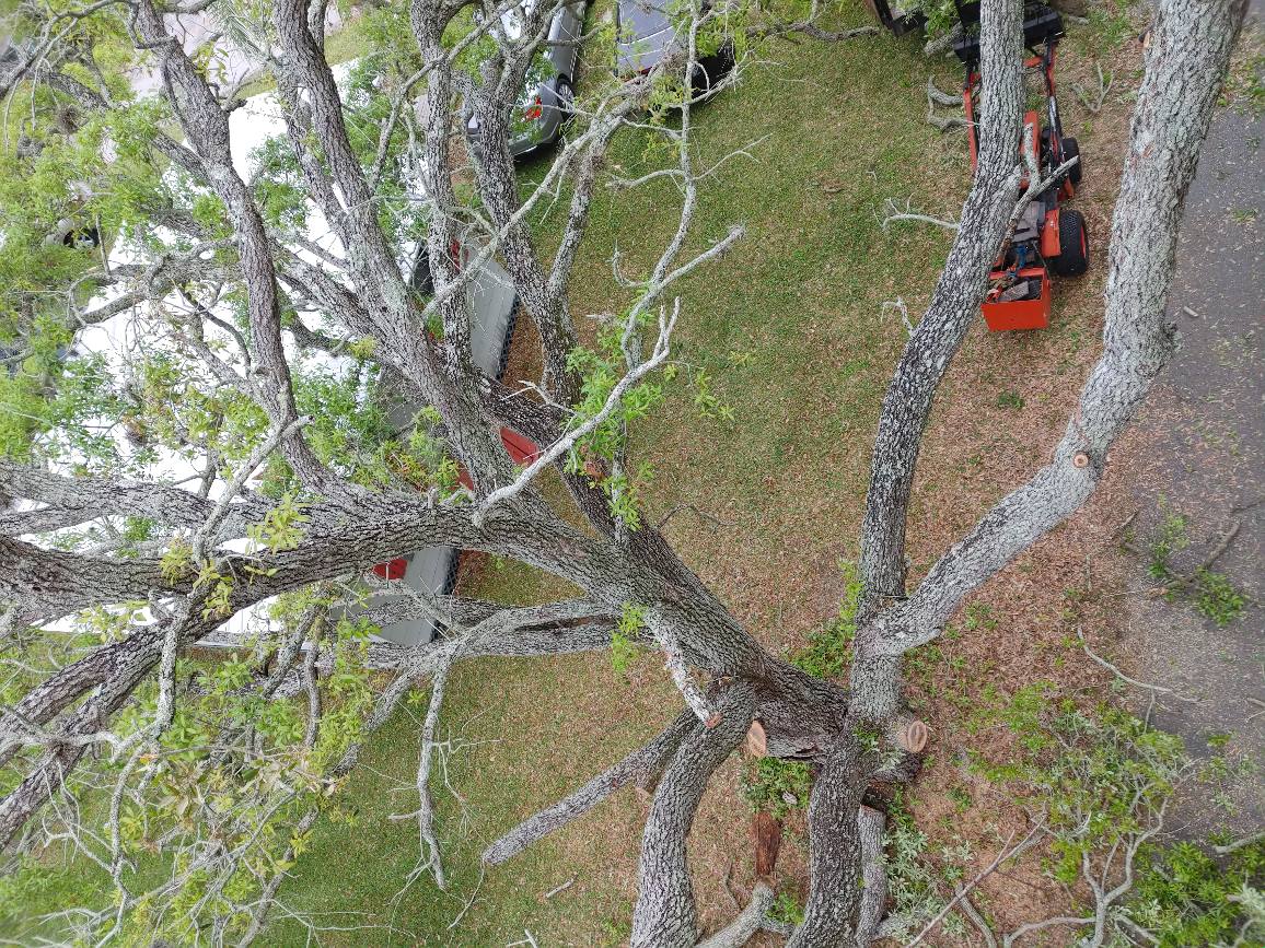 Overhead view of tree being trimmed; a chainsaw is on the ground, and branches have been cut.