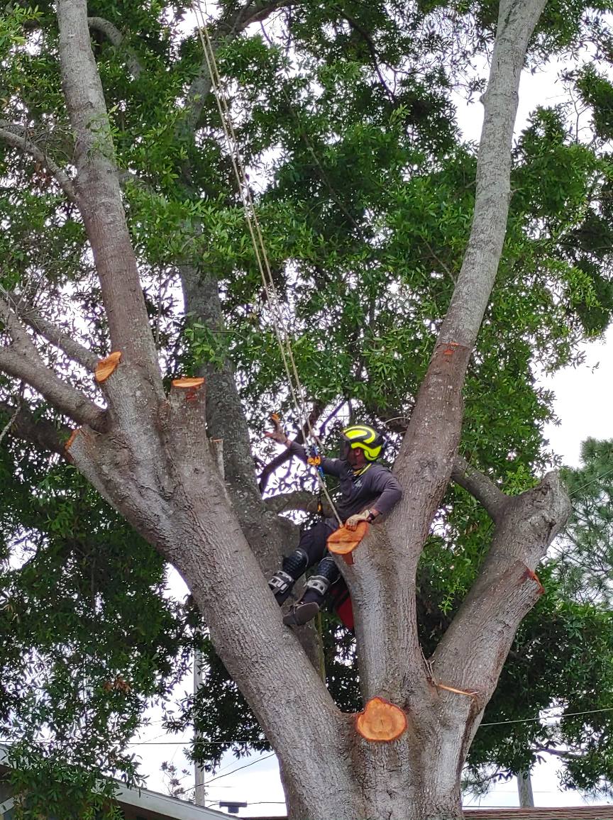 Arborist in a tree, cutting branches. Green foliage, blue sky, safety gear, and cut sections.