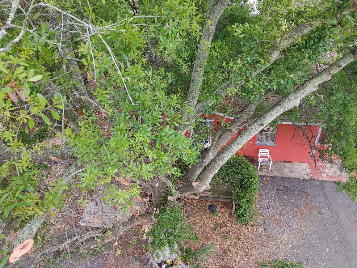 Tree Trimming| Lakeland, FL | IronHead Tree Service