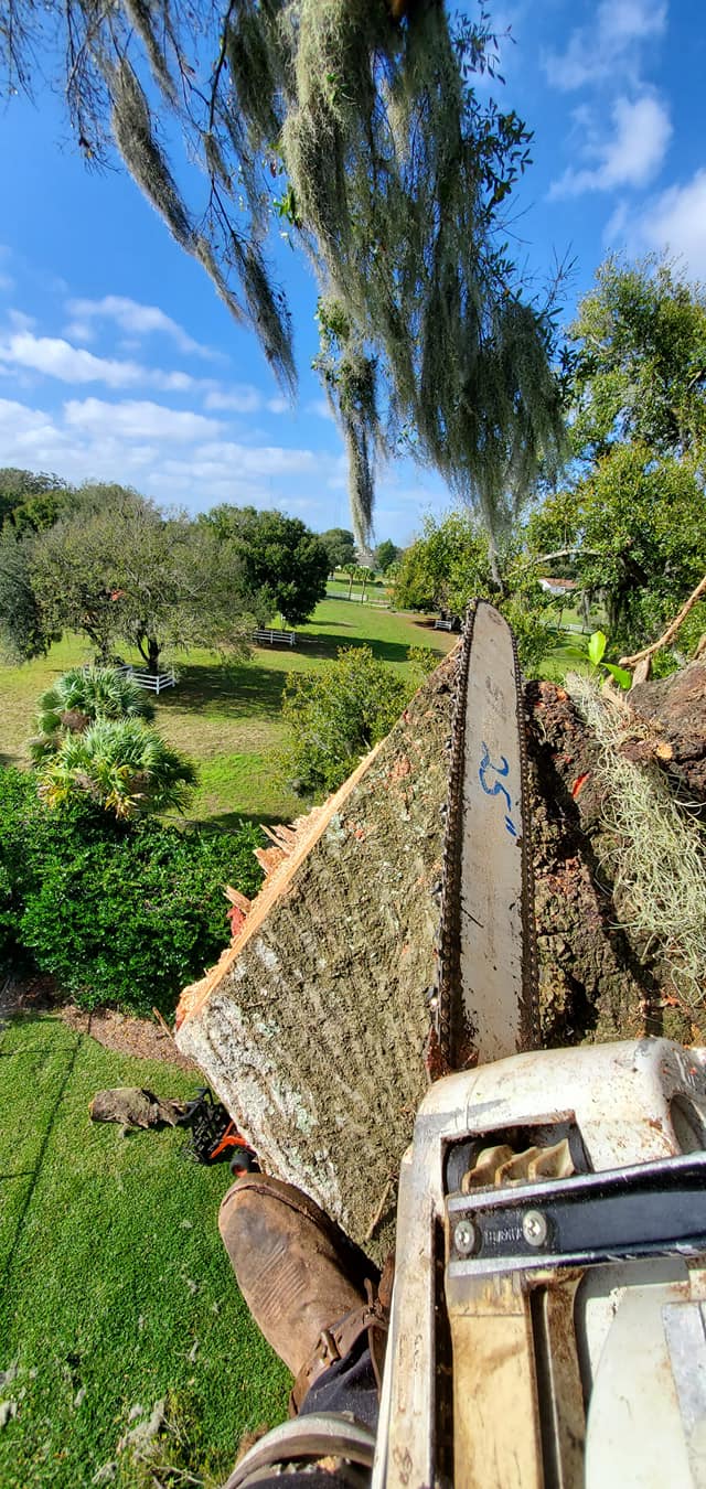 A person using a chainsaw to cut a tree branch outdoors on a sunny day.