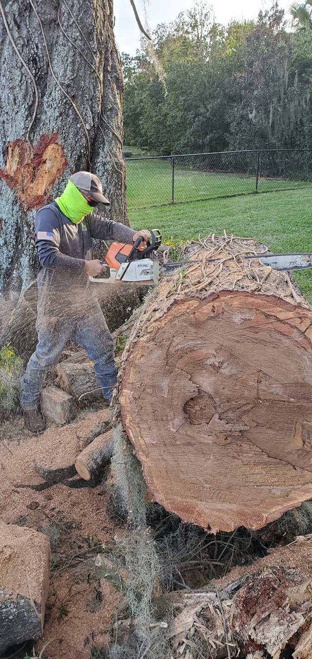 A person uses a chainsaw to cut a large tree trunk in a grassy area.