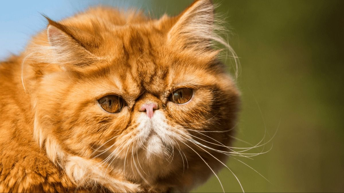 Con travesuras, patitas esponjosas y maullidos, los felinos inundaron