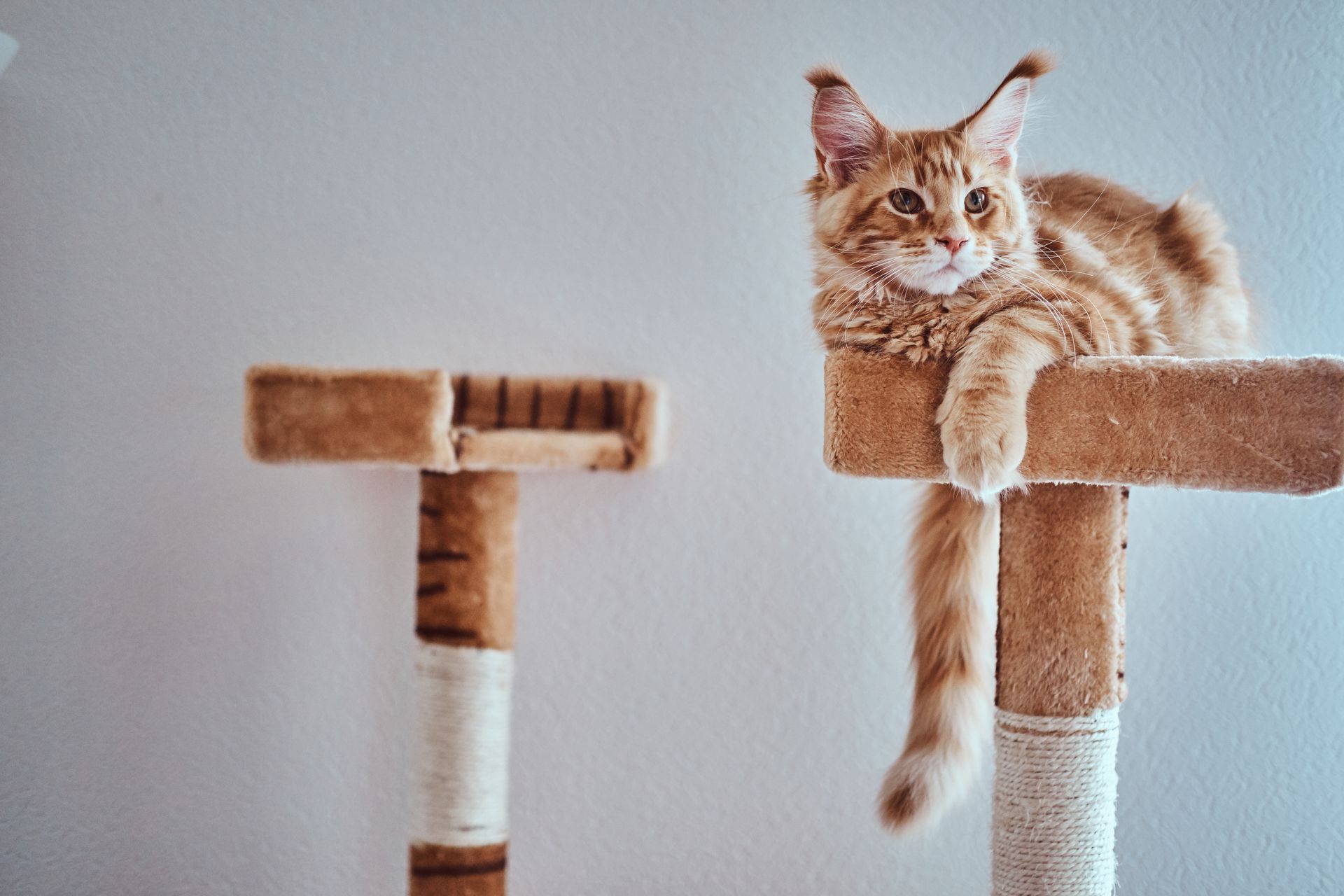 ¿Qué les gusta a los gatos? Cómo son criaturas tan inteligentes y sensibles