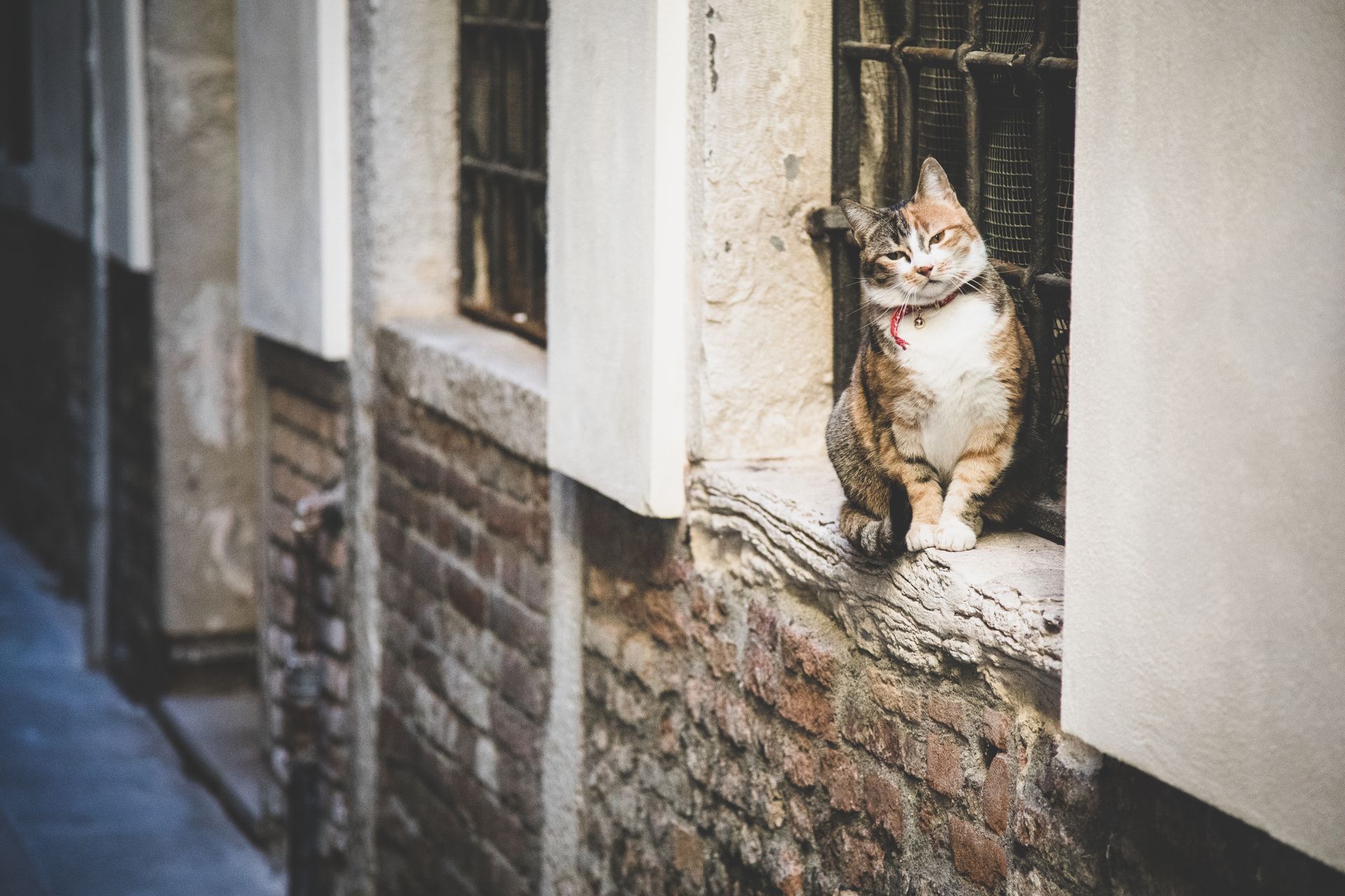 Desde la invención de la arena para gatos en los 40