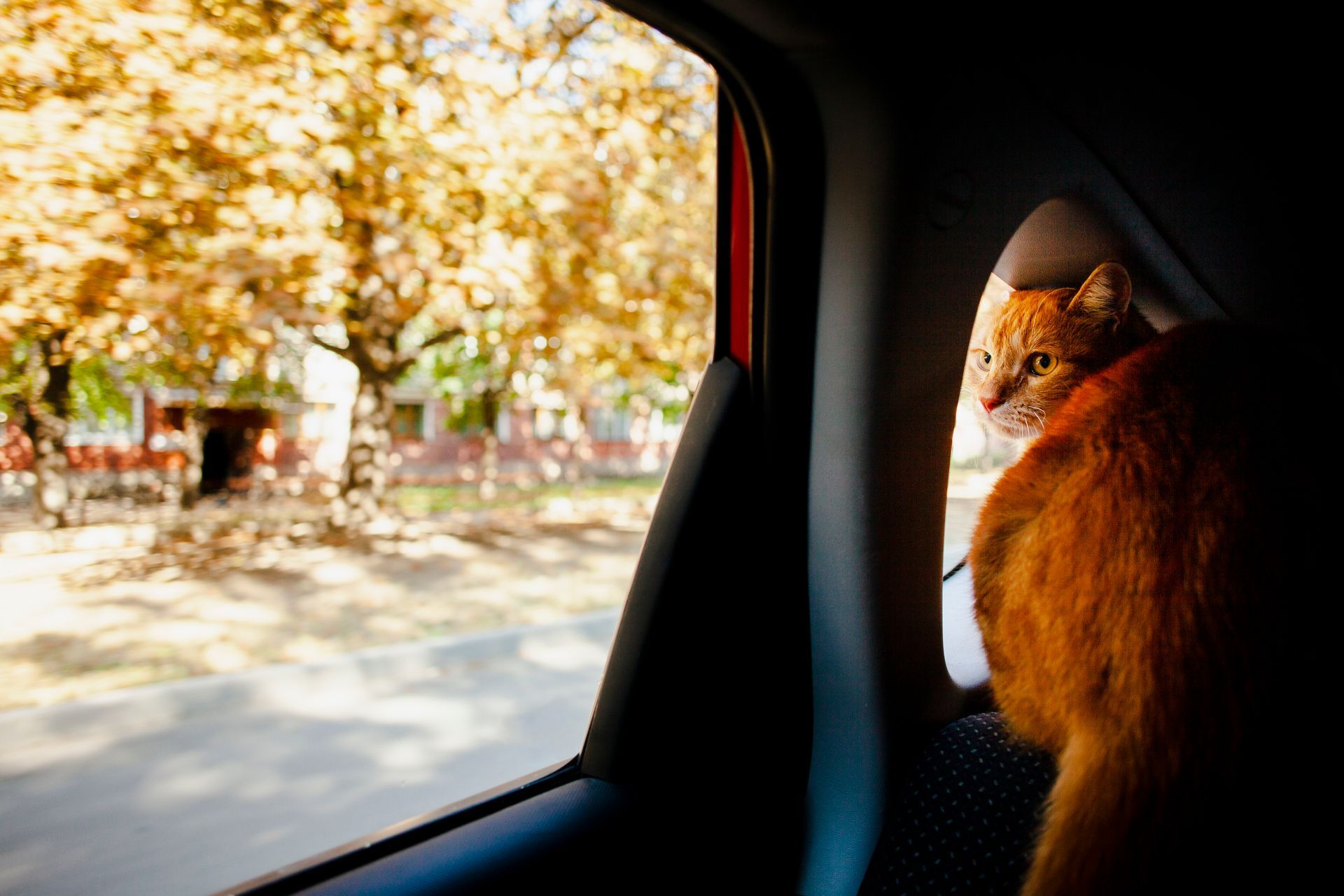 Cuando piensas en viajar con una mascota, los gatos suelen quedar en segundo plano. 