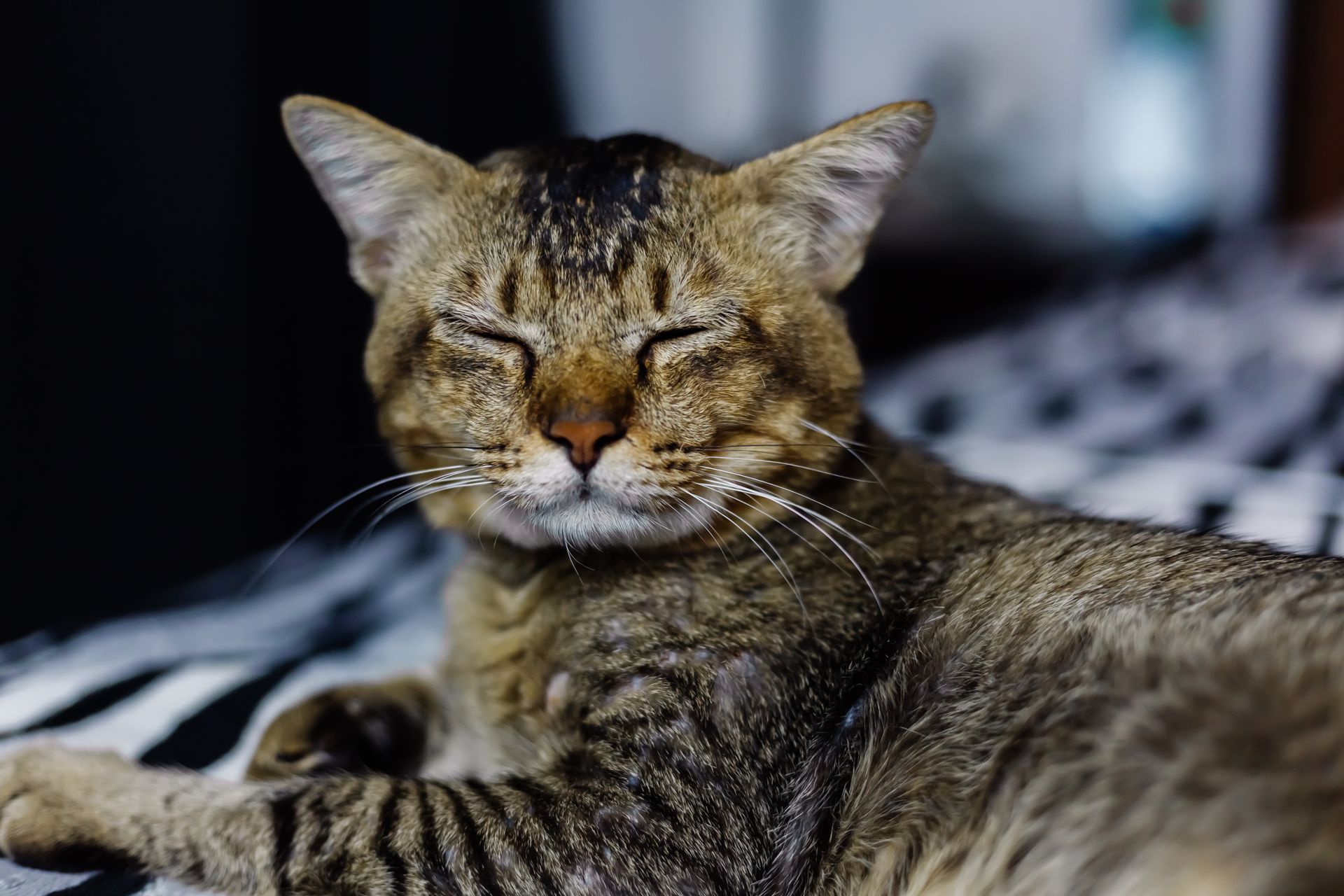 Adoptar un gato es una gran decisión en la vida de alguien pero hay muchas cosas que considerar 