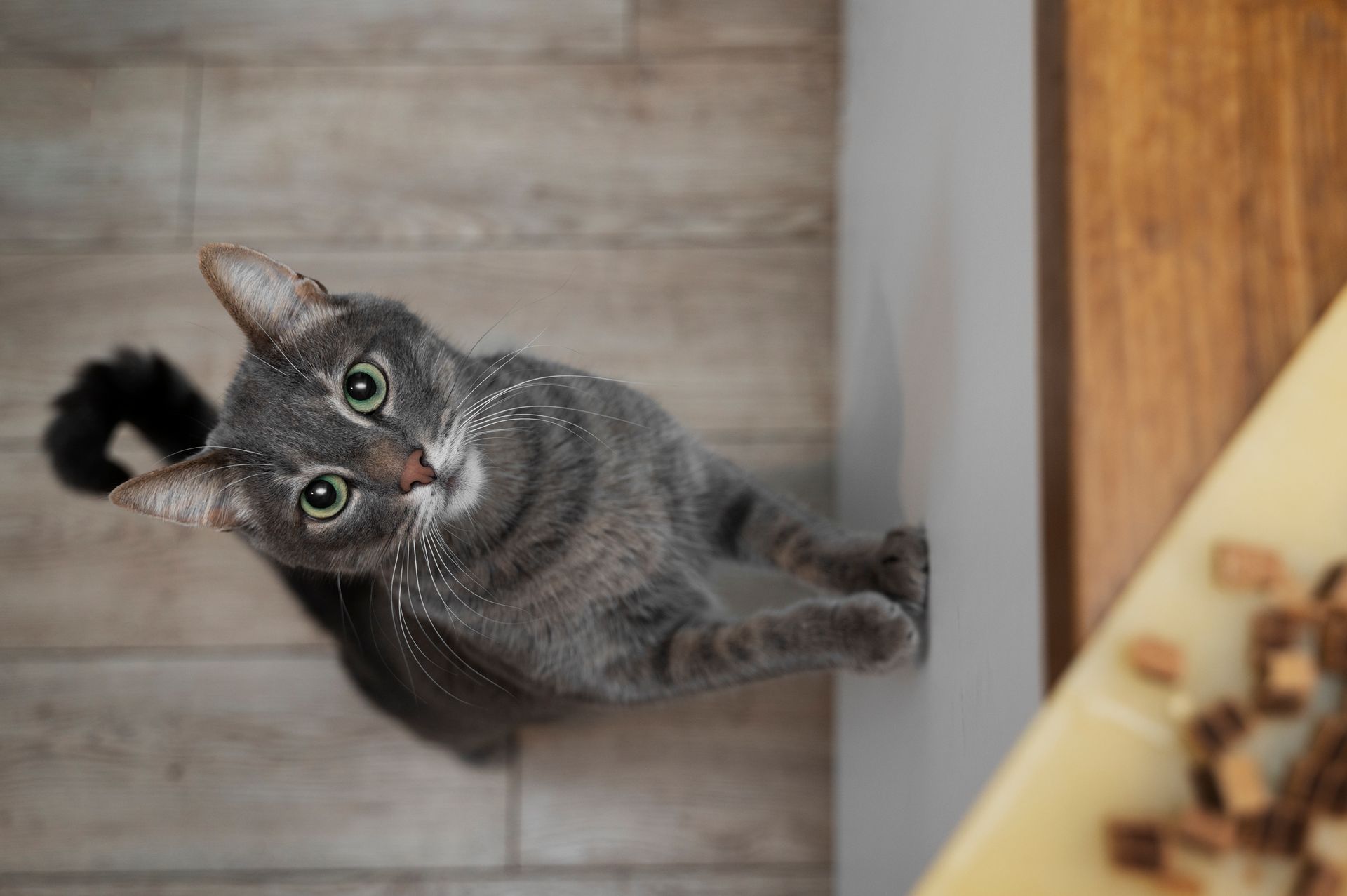 Los gatos pueden llegar a ser como pequeños señores neuróticos que te siguen a todas partes