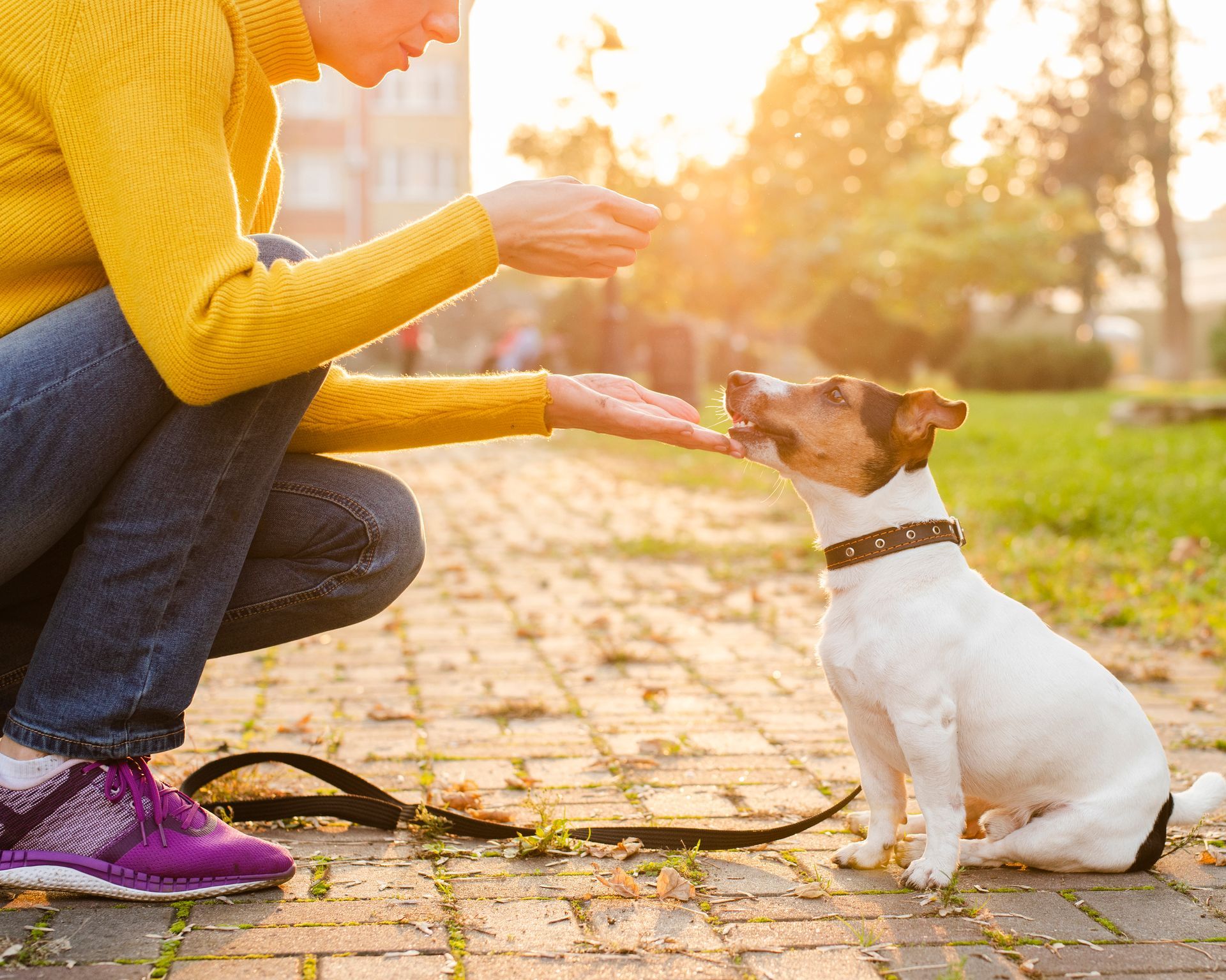 Las preguntas del millón: “¿cómo educar a un perro?; ¿cómo saber si lo estoy haciendo bien?
