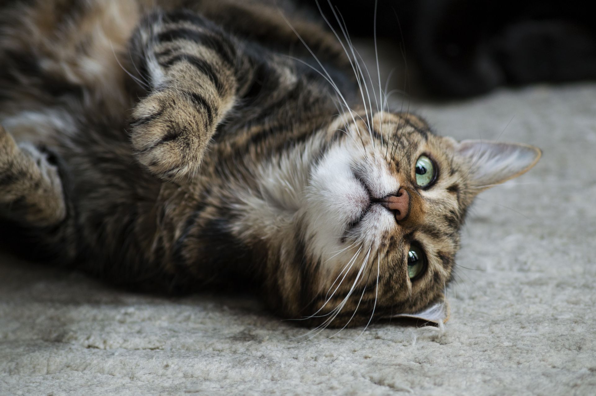 Sí, los gatos pueden aburrirse fácilmente, lo que provoca comportamientos destructivos o disruptivos