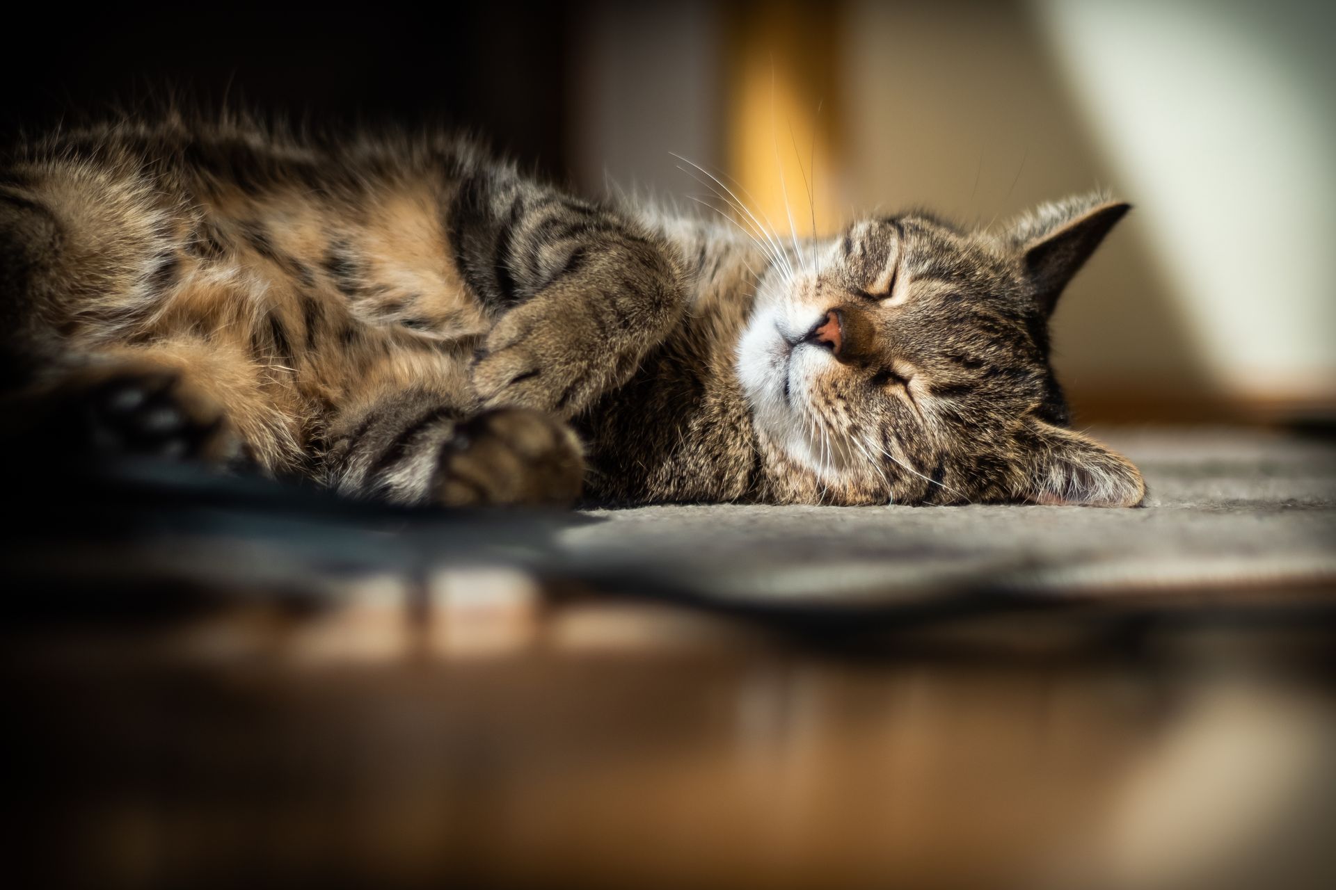 ¿Los gatos sueñan con ratones eléctricos?