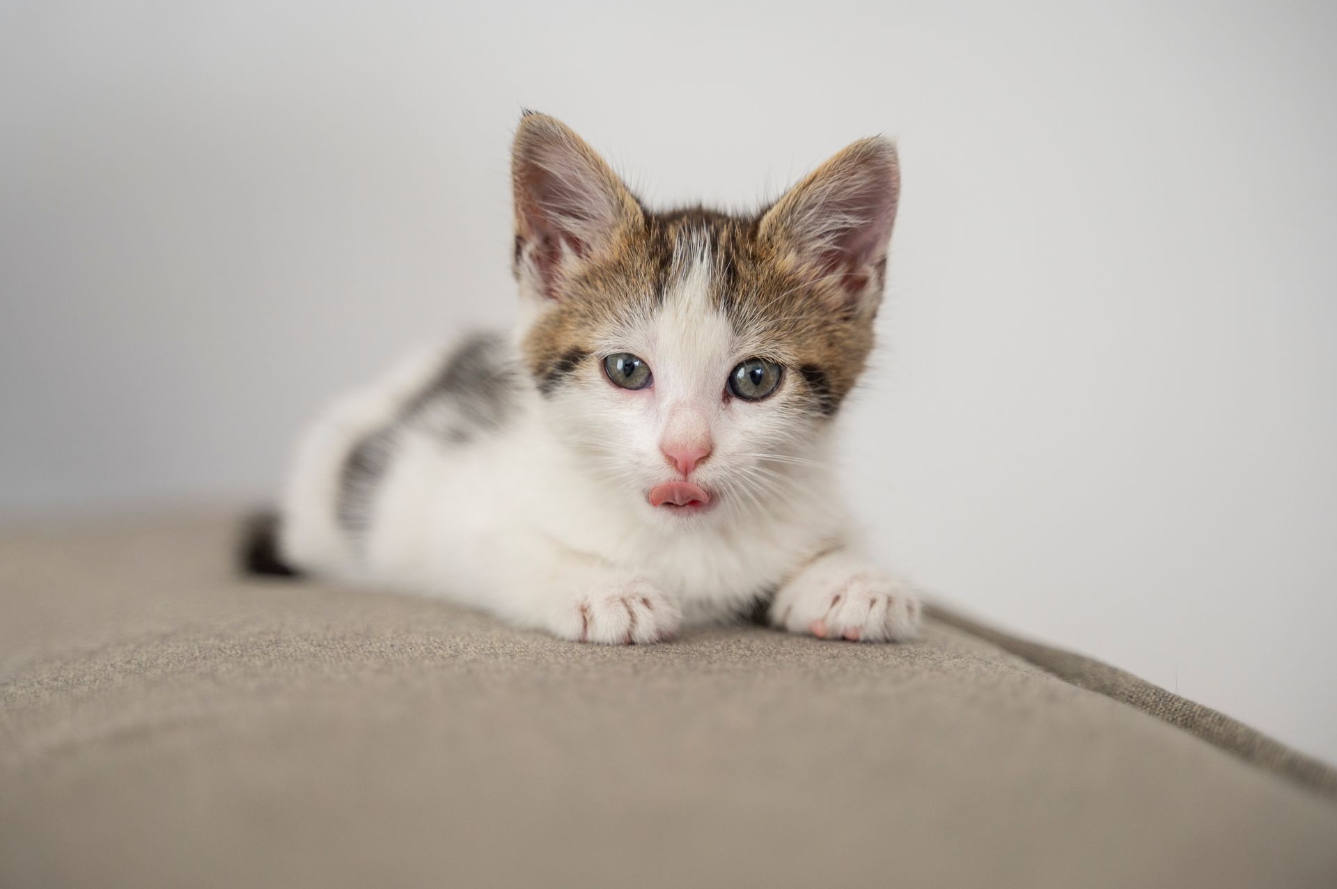 Ahora que tienes un gatito que cuidar, hay muchas cosas que debes tener en cuenta. 