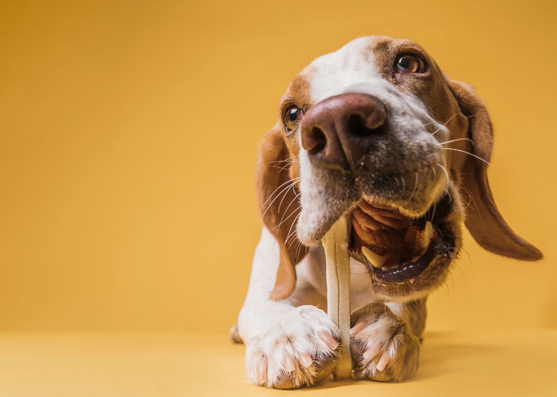No importa cuánto lo alimentes, cuando vives con un perro que siempre tiene hambre