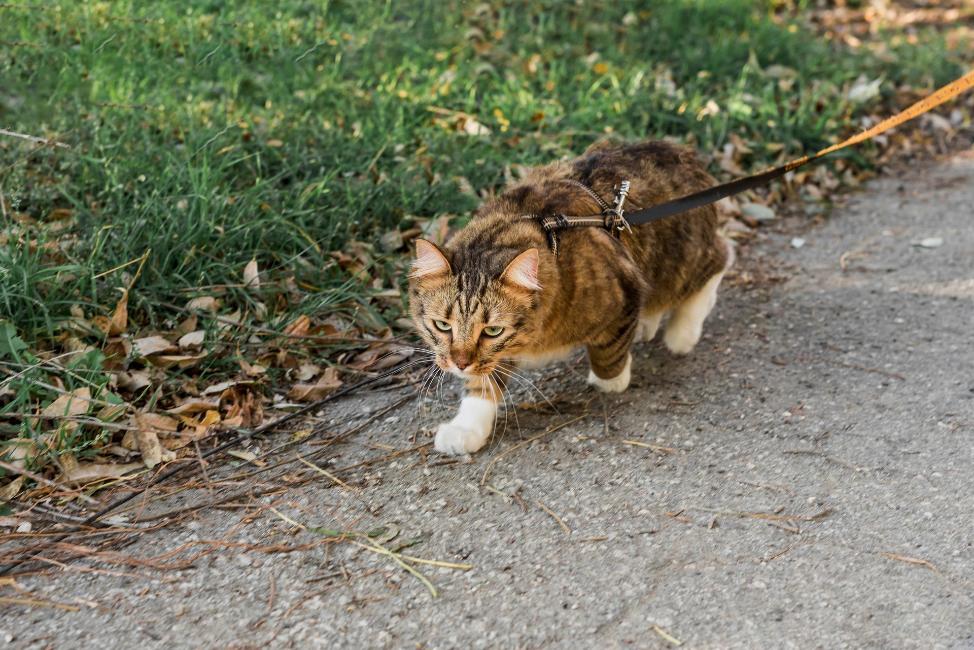 A los gatos les encanta el aire libre