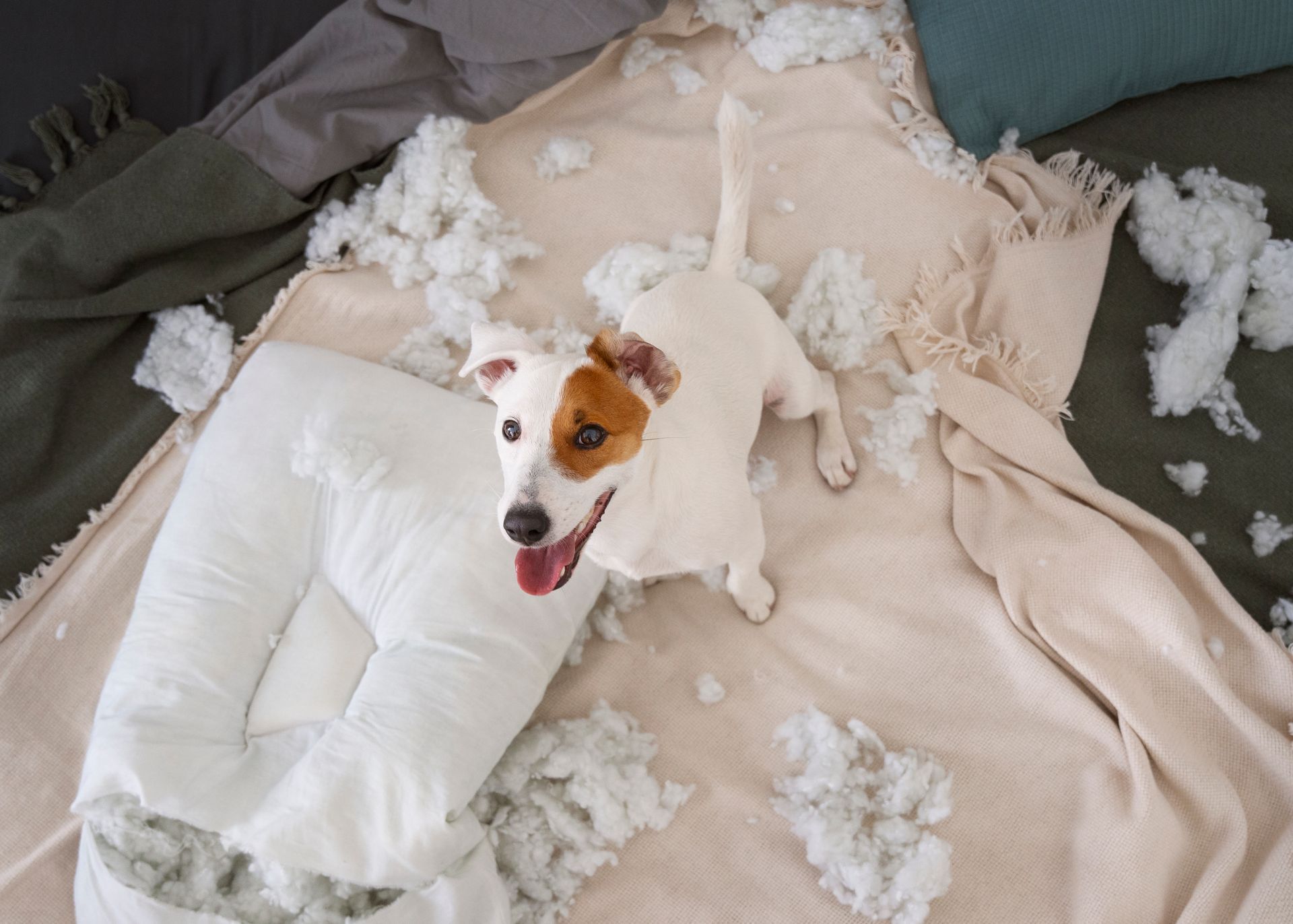 ¿Has notado síntomas de ansiedad por separación en tu perro?